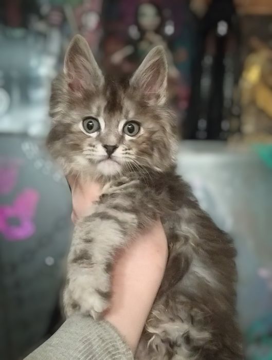 Свободны красотки девчушки