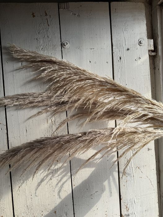 Пампасна трава, кортадерія сухоцвіт, кортадерия