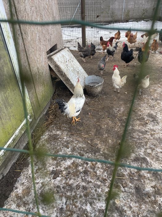 Koguty mieszance z wlasnej hodowli