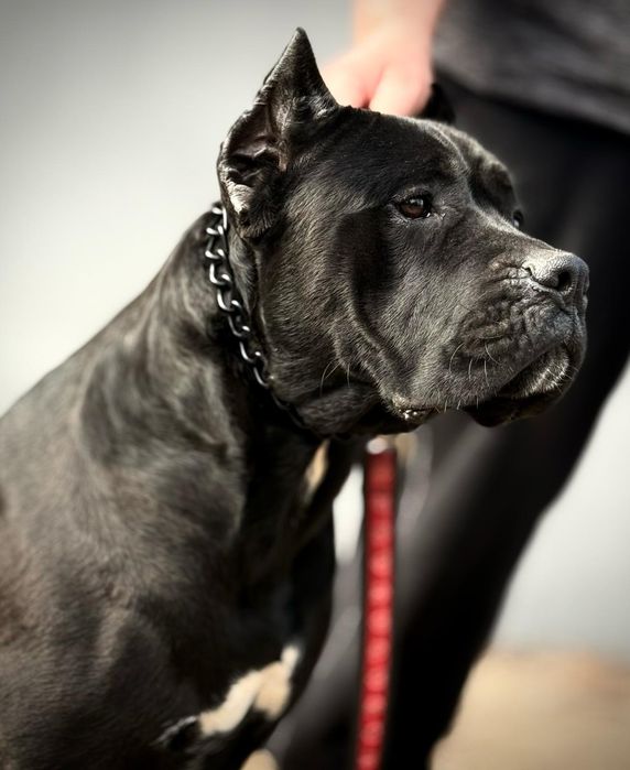 Cane corso czarna  sunia