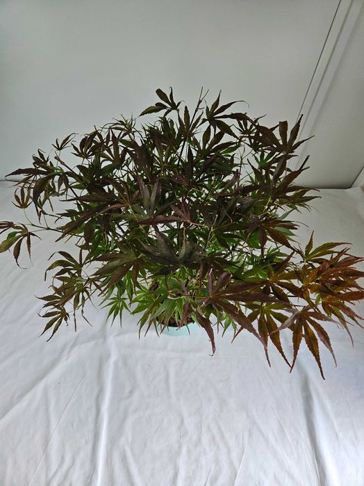 Klon palmowy Pave Dave 75cm C3 – czerwony przebarwiający się