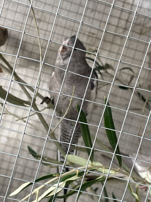 Caturras do fim de 2025