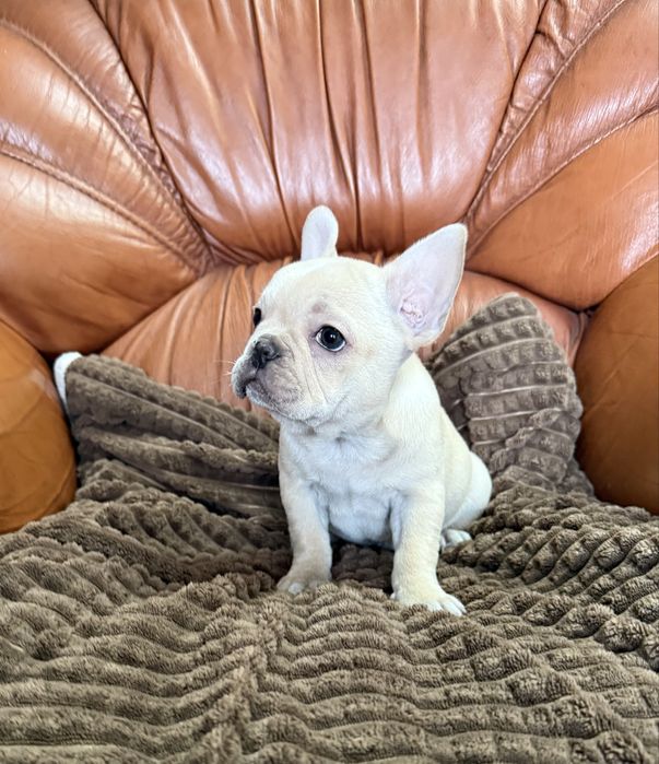 Excelente menina Bulldog/Bouledogue Frances de Qualidade