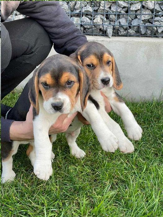 Продаж біглів, вік два місяці, щепленi