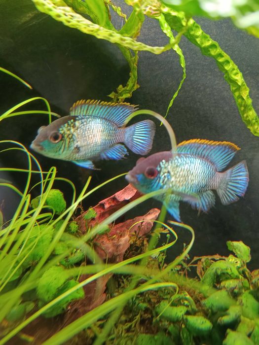 Pielęgnica Akara electric blue