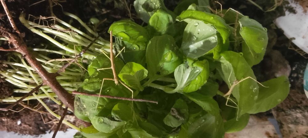 Małe patyczaki rogate