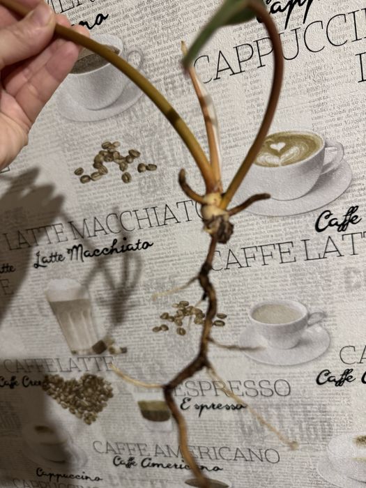 Филодендрон Биллитау (Philodendron billietiae) от вар