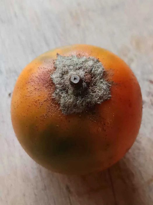 Lulo (Solanum quitoense)