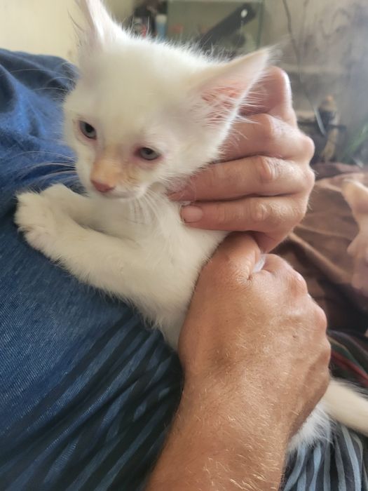 gatinho muito meigo