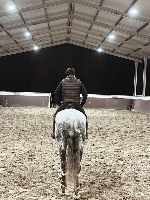 Cavalo lusitano ruço