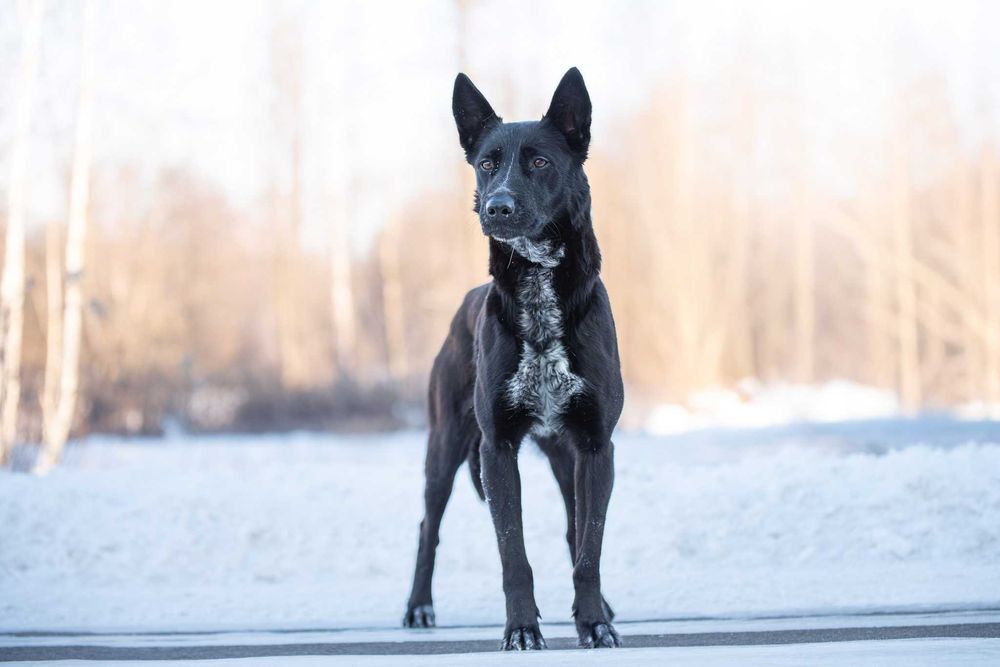 energiczna arystokratka Hilda