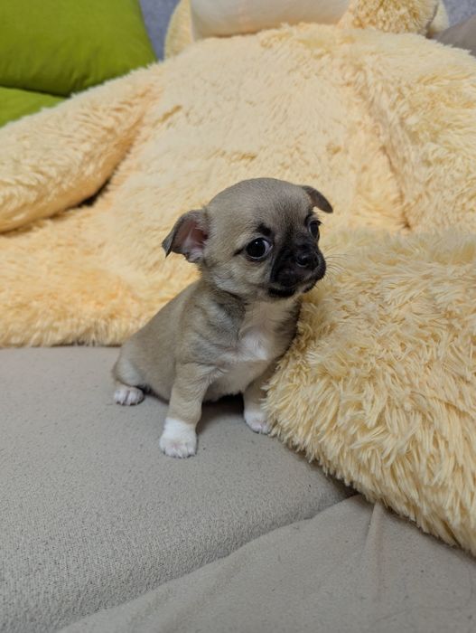 Щенки чихуахуа,  чихуашки