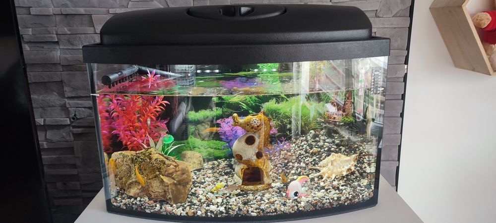 Akwarium dla rybek
