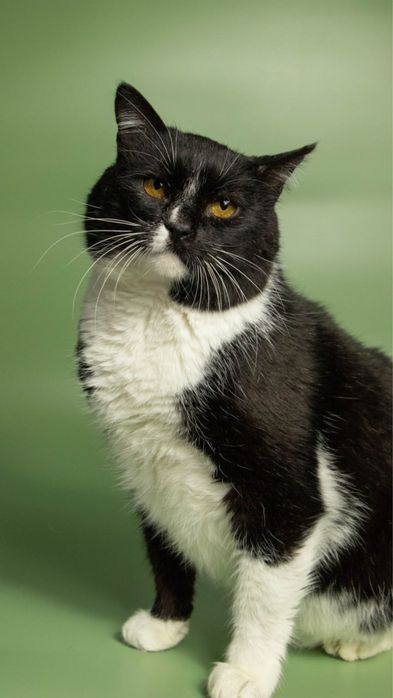 Особливий котик з цукровим діабетом, кіт, кот, котики, котик