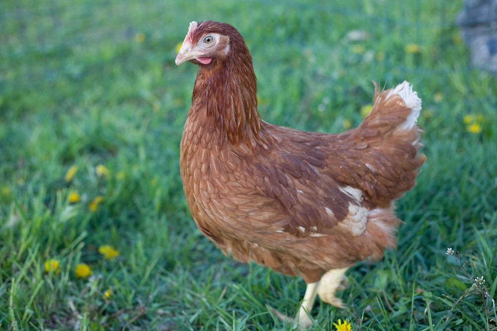 Kurki odchowane Tetra brązowa dostawa Gratis