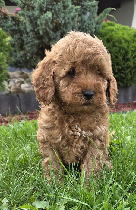 Cavapoo F1B SUNIA