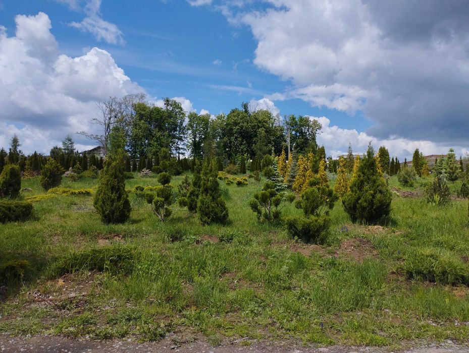 Продам декоративные садовые деревья