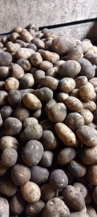 Sprzedam ziemniaki odpadowe opasowe dla zwierząt