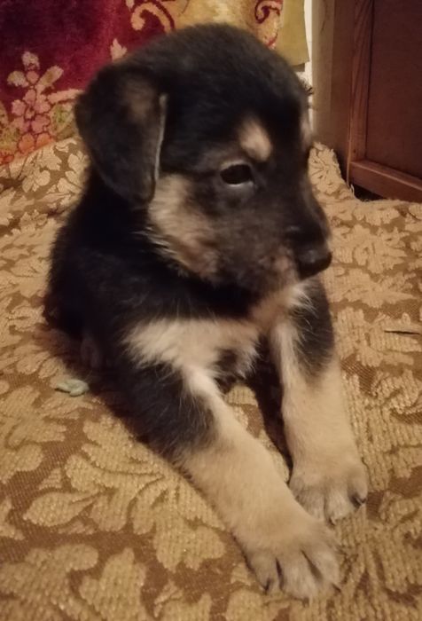 Хлопчик, майже вівчарка.