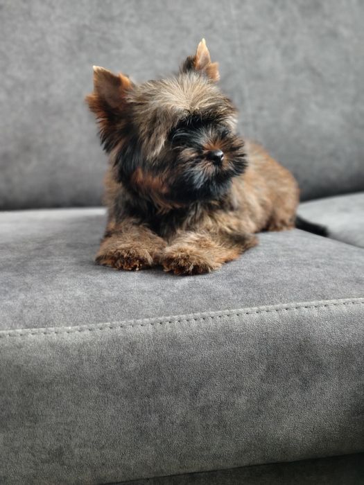 Yorkshire terrier