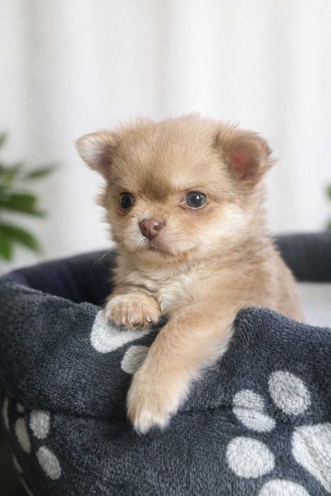 Mini Chihuahua "Karmelek"