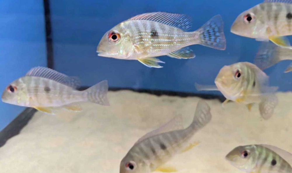 Ziemiojad Rio Caqueta - Geophagus - ODŁÓW - WF - dowóz, wysyłka