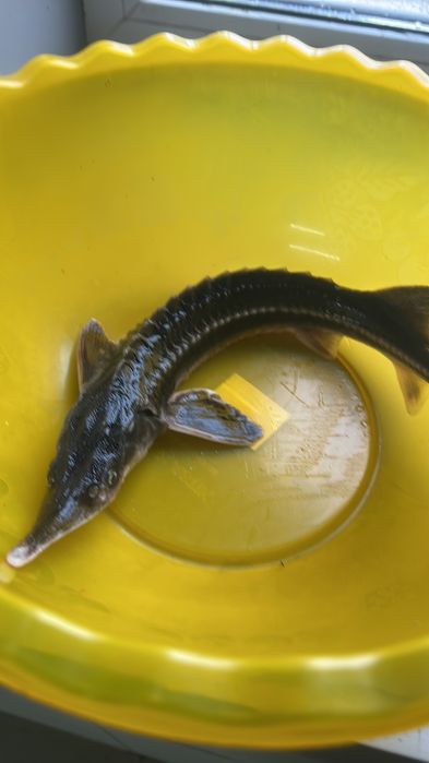 Осетер - севрюга, ленський (підліток) Акваферма AquaCity