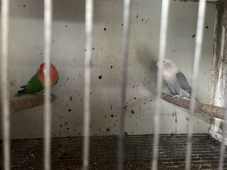 Casal reprodutor longfheather