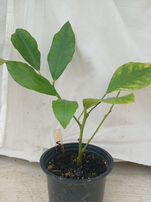 Лимон Павловский