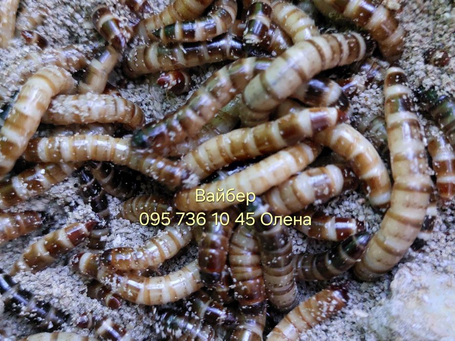 Мучной червь и Зоофобусы для ёжиков, птиц,  черепах, летучих мыши жаб