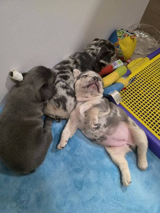 Дві дівчинки і солоденький хлопчик