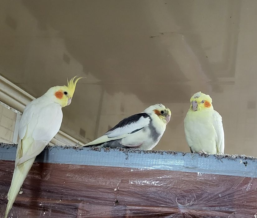 Продам,самовывоз