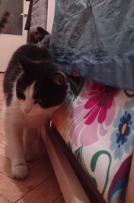 czarno biała dwuletnia koteczka