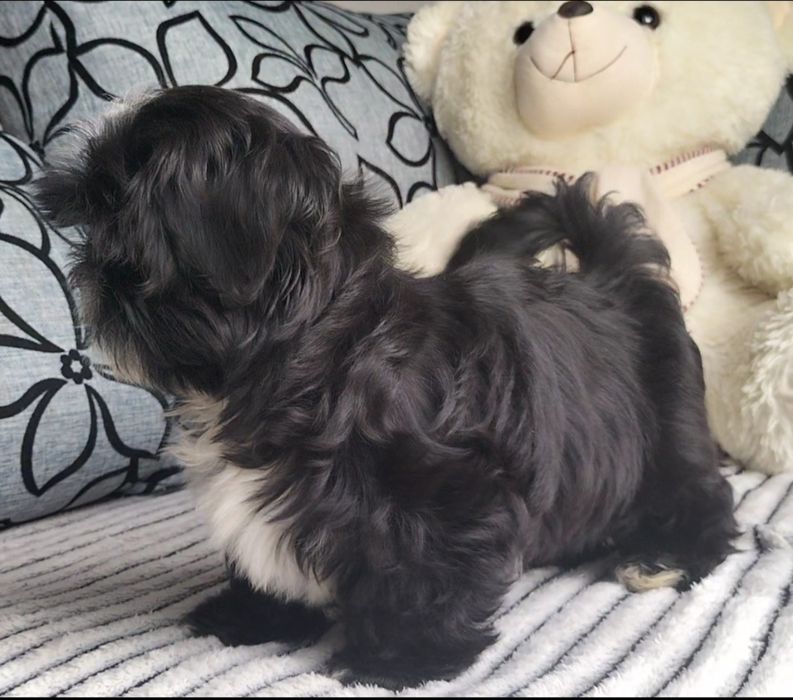 Shih Tzu 12 tygodniowa śliczna suczka
