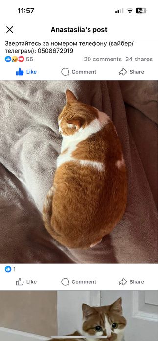 Віддам в добрі руки кицю безкоштовно