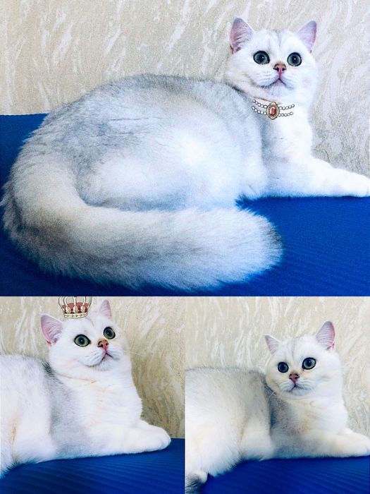 Дівчинка британка в шиншиловому забарвленні