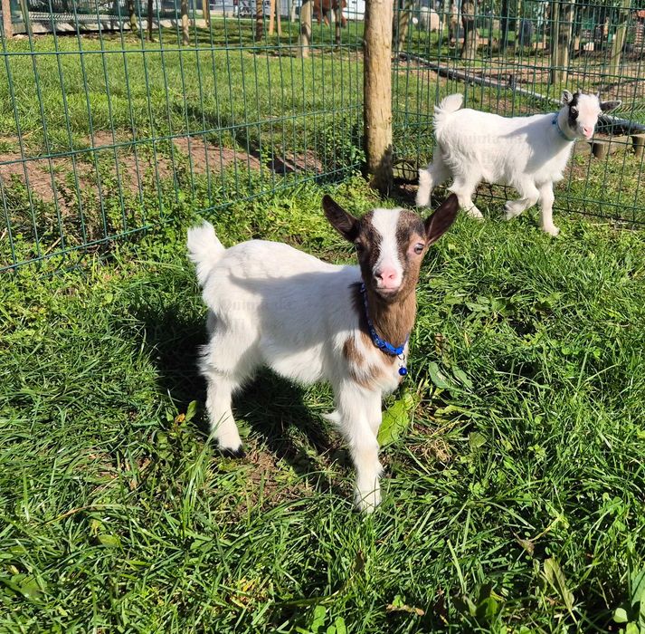 Cabras Micro Anãs Únicas
