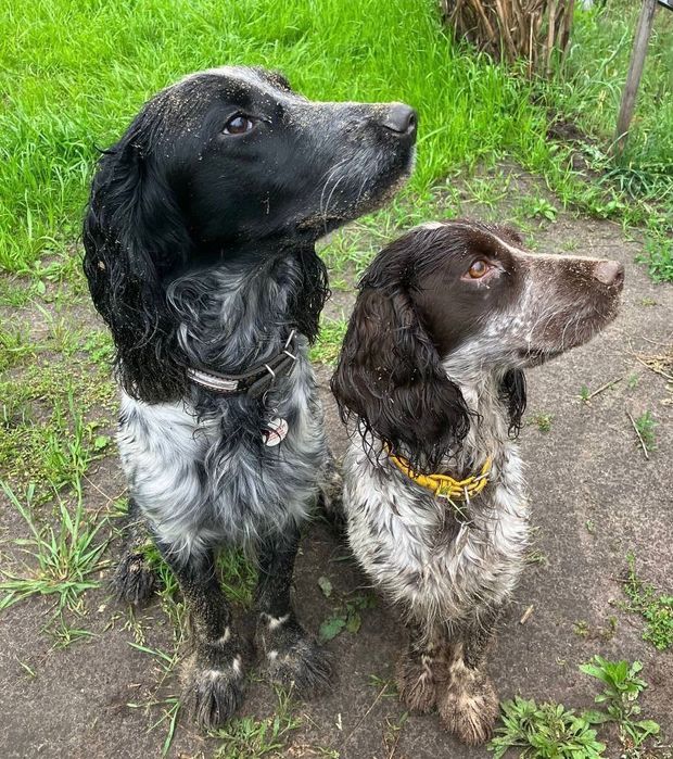 Спанієль дівчатка та хлопчик