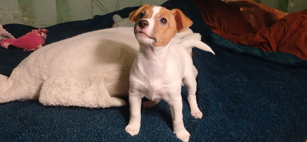 Щенки джек-рассел