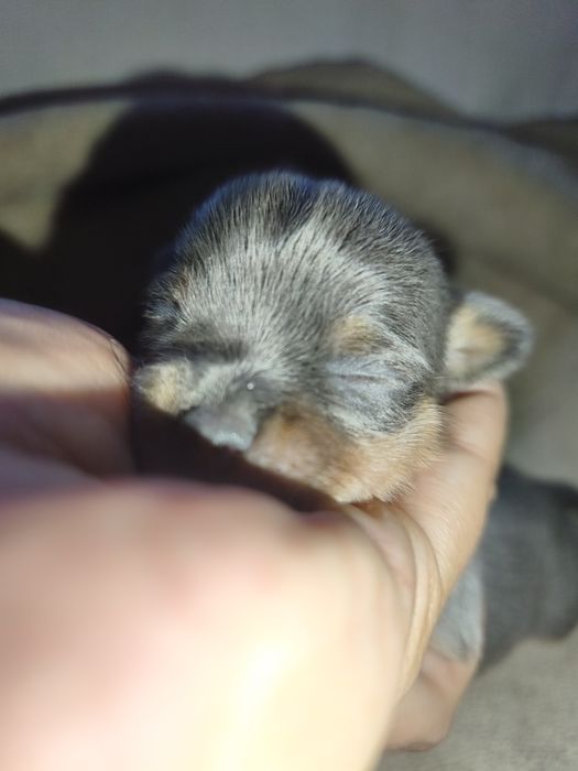 Chihuahua Blue and Tan Macho