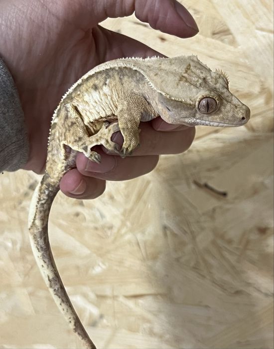 Gekon orzęsiony gekony orzęsione