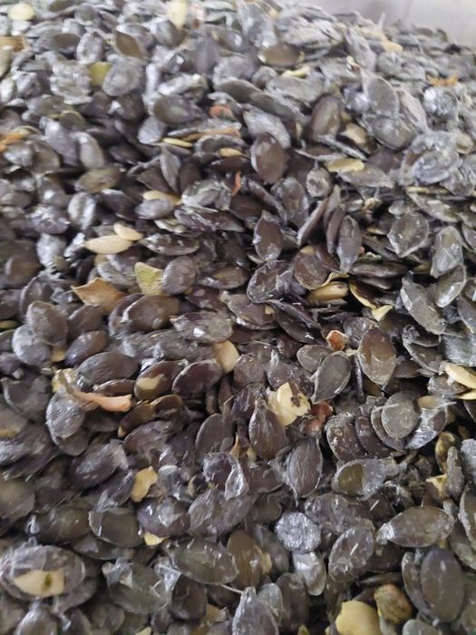 Sprzedam pestkę dyni różne gatunki olejowa, piekarnicza