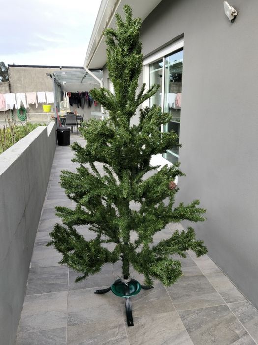 Pinheiro de natal