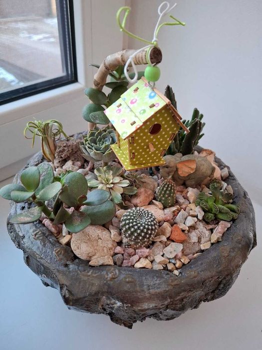 Кактуси і сукуленти