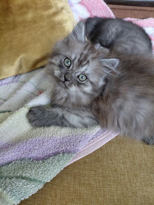 Кошенята шотланці