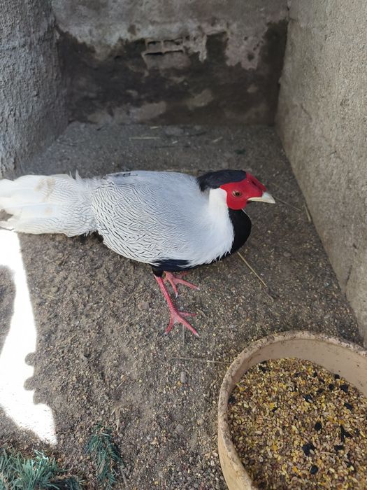 OVOS Faisão Prateado