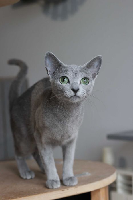 Kotka rosyjska niebieska FPL