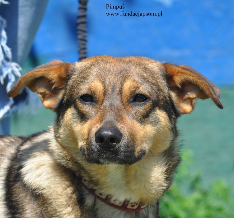 Pimpuś przyjacielski piesek do adopcji