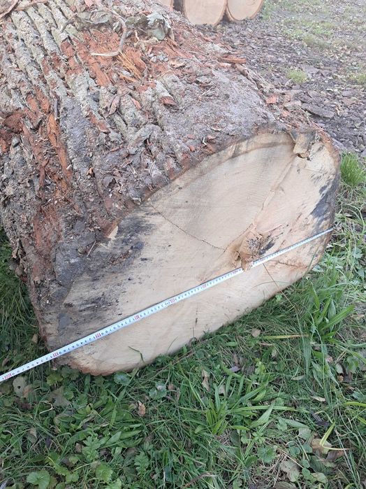 Plastry drewna dębowego