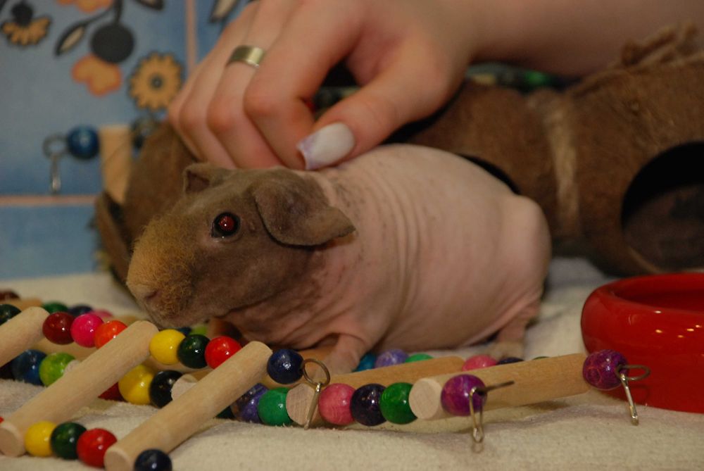 Лиса морська свинка Скінні, гіпоалергенна свинка, свинка без шерсті